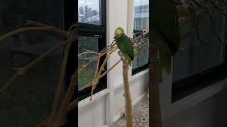 찐찐찐 찐이야 완전찐이야 앵무새 영탁