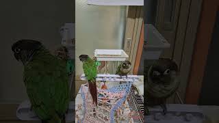 초롱♡연두  #  안녕  #눈물나네 #birds #코뉴어 #반려조 #parrot