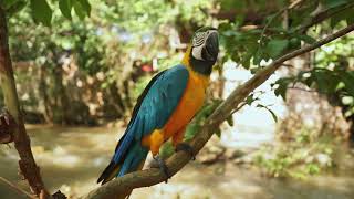 금강앵무새, 마카우, Parrots, Macaws 1,…