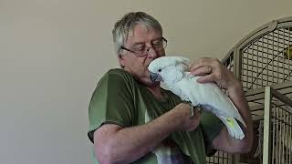 Daddy Hugs From Onni Cockatoo