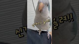 무리생활하는 엄마와 앵무새들~ 퀘이커앵무새 부리 회색앵…