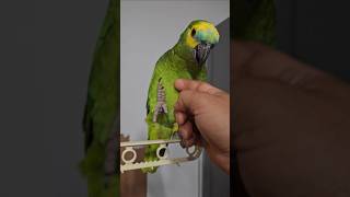 귀농귀촌 앵무새 하늘이 놀아주기