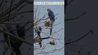 World ka unique.Hyacinth Macaw…