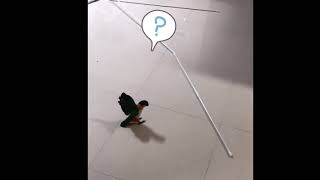 폴대보고 화난 앵무새