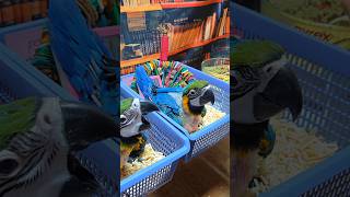 청금강 앵무새 이유조 튜브 이유식 하는 영상이예요. 어…