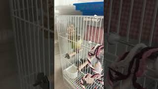 코코야 뭐하는거야..?#코뉴어 앵무새#코코