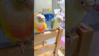 앵무새럭키라떼당근쟁탈전 #shorts #코뉴어 #당근먹…