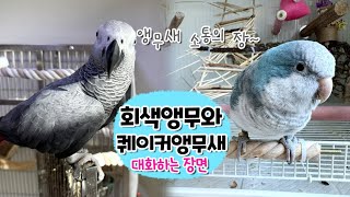 회색앵무와 퀘이커앵무새 대화하는 장면  홈캠 촬영본