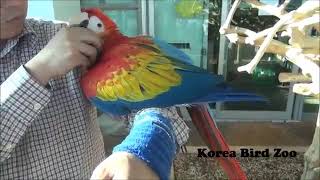 스칼렛 마카우 Scalet Macaw