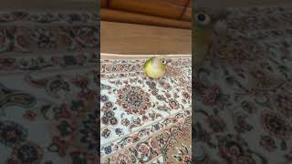 파인애플 코뉴어 / 코뉴어 / 앵무새 / 초롱이