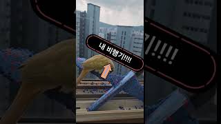 #앵무새#앵무새놀기#앵무새사고치기#코뉴어