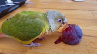 [앵무파파] 자두를 맛나게 먹는 파인애플코뉴어