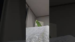 귀농귀촌 아마존앵무새 말하고 놀아주기