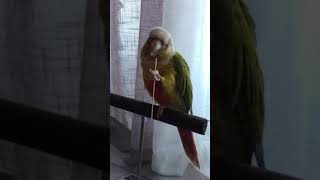 국수를 맛있게 먹는 소망이 소리도 참 좋네(코뉴어)