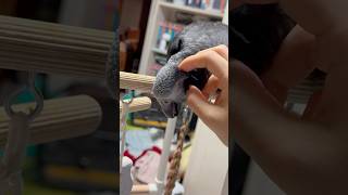 소리 켜고 볼 것 ! 귀여움 치사량 주의 ! #팀네회색앵무 #구름이