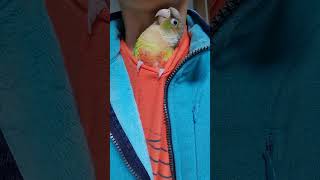 앵무새살구 이제 제집처럼 옷속에 들어가 매달려 쳐다 보…