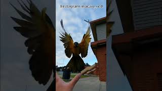 청금강앵무새 하강