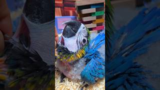 청금강 앵무새예요. #birdslover #parrot…