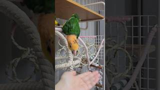 점프하는 카이큐 #앵무새 #카이큐앵무새 #분양 #반려동물 #새 #shorts #쇼츠 #parrot