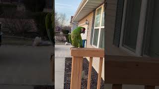 My military macaw parrot is ou…