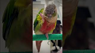 앵무새가 좋아한다는 간식 줘봤는데 얘는 도대체 왜이럴까…