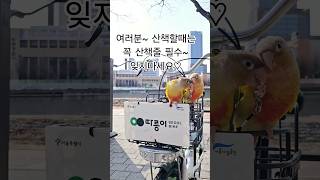 앵무새 난생처음 자전거 산책을 하다 #앵무새산책 #앵무…