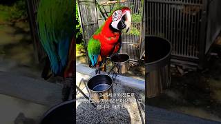 매력넘치는 마카우 앵무새