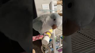 꾸꾸 보고싶었어~?!#잠시애틋#퀘이커앵무송꾸꾸