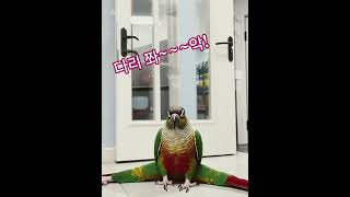 앵무새 페리 코뉴어 운동하는 반려조 #parrot #귀여운앵무새 #반려조일상 #conureparrot #birds