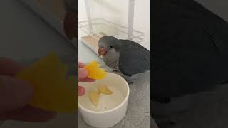 처음 과일먹는 아기앵무새 또또