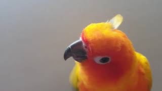 귀여운척하지마 고뽀또