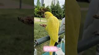 산책엔간식#목도리앵무새#앵무새#parrot#먹방#간식#산책