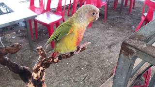 횟대 만들기 (앵무새)