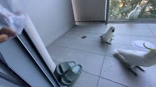 호주 시드니 야생 코카투 밥주기