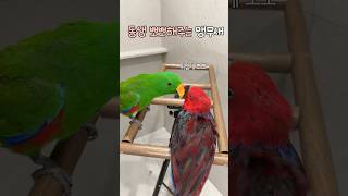 동생 뽀뽀해주는 앵무새                #뉴기니아#뉴기니아앵무새#앵무새#eclectus #parrot #eclectusparrot #birds #shorts