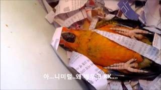 [엉클버드]앵무새이야기-잠자는 썬코뉴어