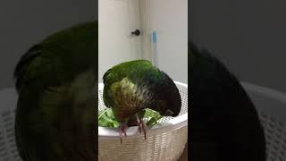 희망이(코뉴어)