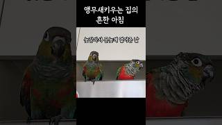 앵집사의 아침 #크림슨벨리드코뉴어 #아기앵무새소리 #cuteparrot #funnyparrot