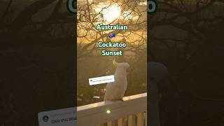 THE FUNNIEST BIRD Moments Ever…