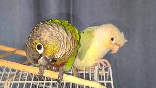 앵무새 코뉴어 시나몬 그린칙