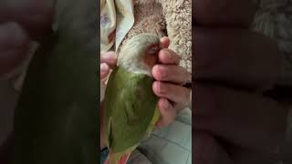 낮잠자는 코뉴어 초롱이