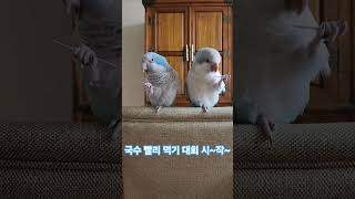 국수 빨리 먹기 대회 #퀘이커 앵무새 #parrot