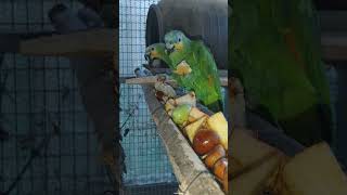 아마존C와 신선한 주변 먹거리들~~ㅎ풍부 하죠 ㅋㅋ