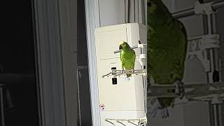 귀농귀촌 아마존앵무새 말하고놀아주기