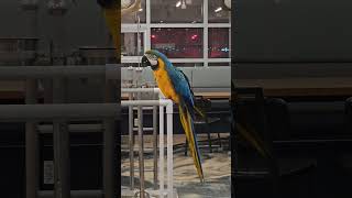 2025 청금강 송도 #청금강 #앵무새 #산토끼 #노래하는앵무새 #리프패럿 #송도점 #인천 #동물체험 #앵무새카페 #이색데이트 #송도동