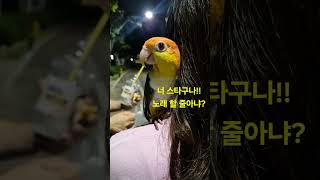 #노래하는 앵무새 #가족앵무새 #앵무새가수 #으ㅡ하하하…