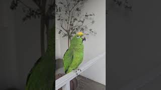 이큐의 아파트 #아파트#아마존앵무새