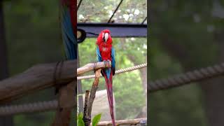 에버랜드 앵무새집 홍금강앵무  / Everland Pa…