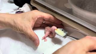 모런앵무새 세째 꼬물이도 이유식급여 했습니다.