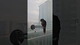 엄마 기다리는 순이 #앵무새 #parrot #코뉴어